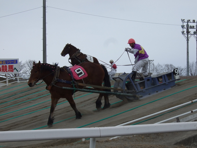 北海道遺産・ばんえい競馬・やっとの思いで坂道を越えるの写真の写真