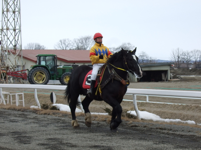 北海道遺産・ばんえい競馬・ばん馬は足が太いの写真の写真