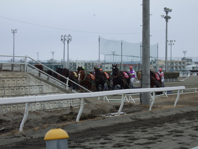 北海道遺産・ばんえい競馬・第二の坂道で立ち止まるばん馬の写真の写真