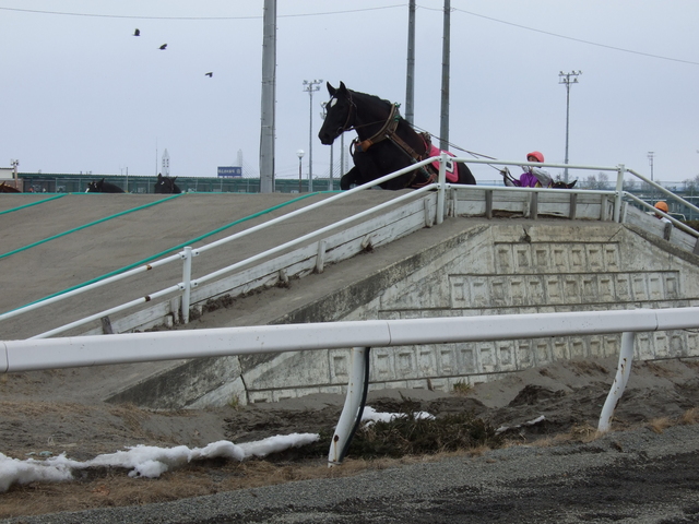 北海道遺産・ばんえい競馬・先に仕掛けたの写真の写真