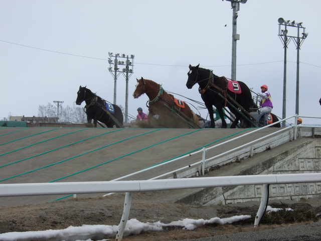 北海道遺産・ばんえい競馬・ここまでくると余力勝負の写真の写真