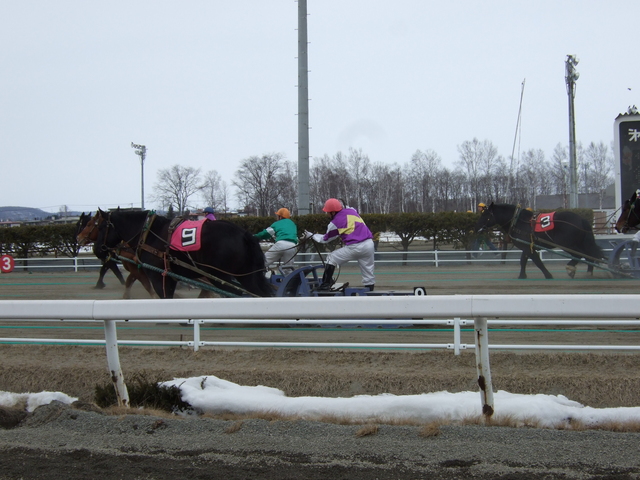 北海道遺産・ばんえい競馬・最後の攻防の写真の写真