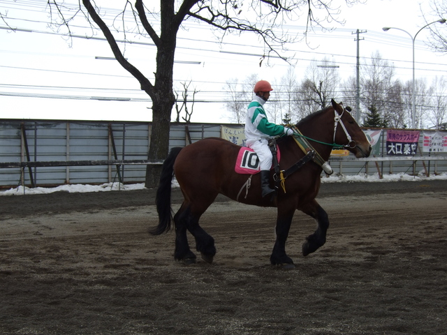 北海道遺産・ばんえい競馬・パドックの写真の写真
