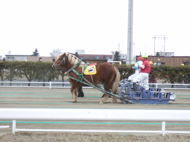 北海道遺産・ばんえい競馬４の写真の写真