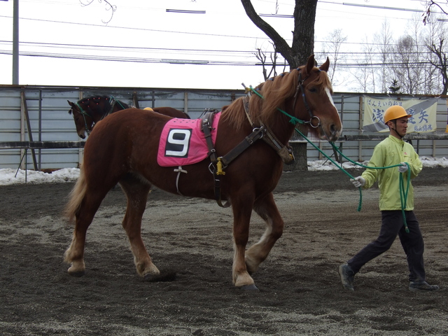 北海道遺産・ばんえい競馬１３の写真の写真