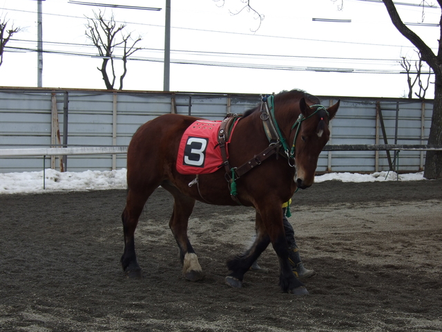 北海道遺産・ばんえい競馬１４の写真の写真