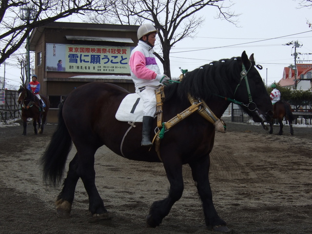 北海道遺産・ばんえい競馬・レース直前のパドックの写真の写真
