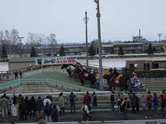 北海道遺産・ばんえい競馬・馬と一緒に移動しながら観戦の写真の写真