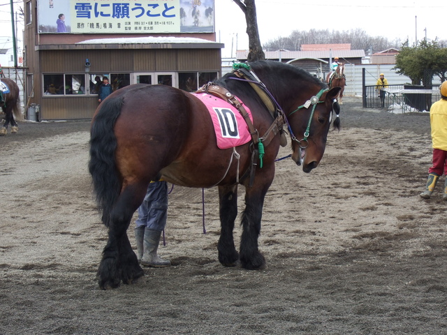 北海道遺産・ばんえい競馬２８の写真の写真