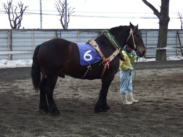 北海道遺産・ばんえい競馬３７の写真の写真