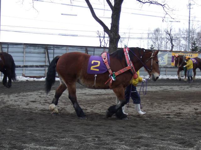 北海道遺産・ばんえい競馬４８の写真の写真
