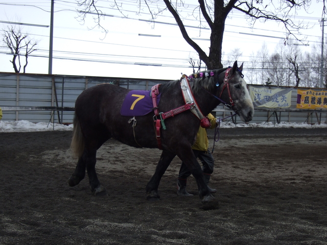 北海道遺産・ばんえい競馬５１の写真の写真