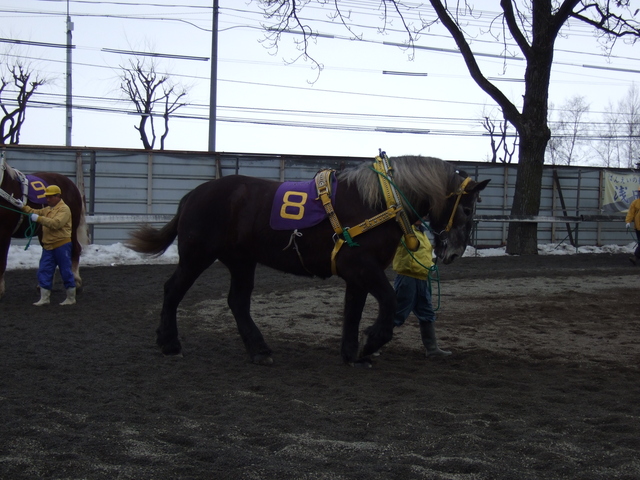 北海道遺産・ばんえい競馬５２の写真の写真