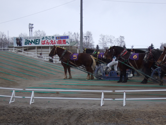 北海道遺産・ばんえい競馬・速い馬は第二の坂道に到着の写真の写真