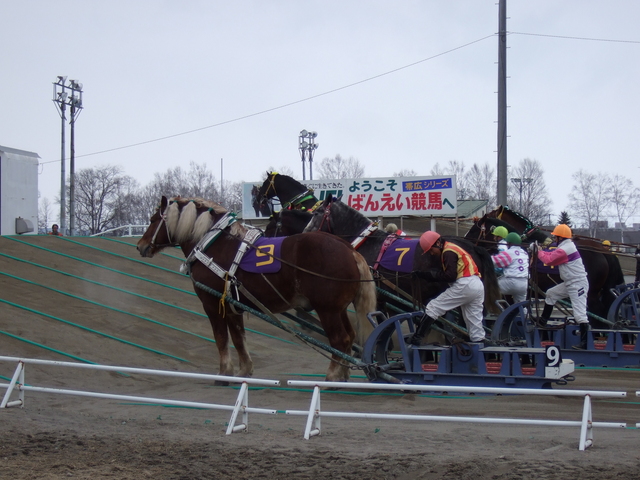 北海道遺産・ばんえい競馬・さすがに第二の坂道では呼吸を整えるの写真の写真