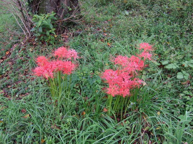 彼岸花（ヒガンバナ）の写真の写真