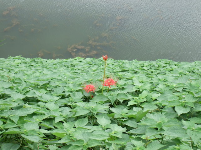 江戸城跡・内堀・桜田濠・彼岸花の写真の写真