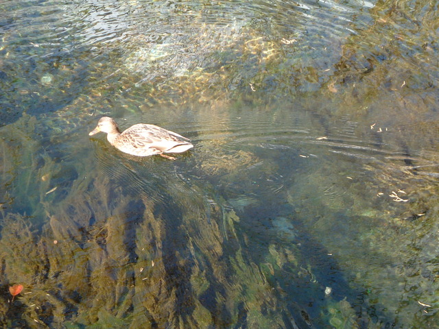 特別名勝・特別天然記念物・上高地・鴨が気持ちよさそうに泳いでいるの写真の写真
