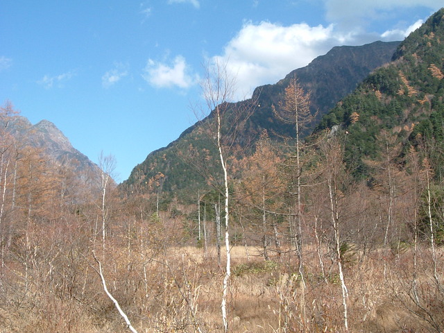 特別名勝・特別天然記念物・上高地・ちょっと手前のきがじゃまの写真の写真