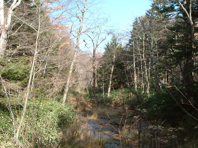 特別名勝・特別天然記念物・上高地・小川のせせらぎの写真の写真