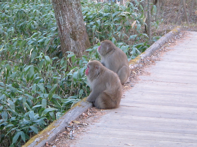 特別名勝・特別天然記念物・上高地・野生の猿が出没の写真の写真