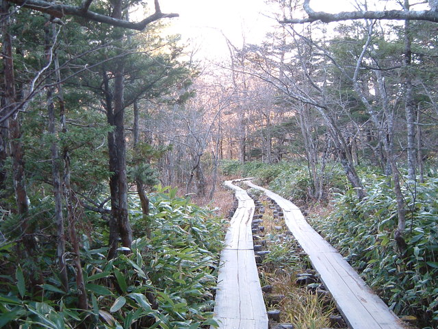 特別名勝・特別天然記念物・上高地・ハイキングが楽しい散策路の写真の写真