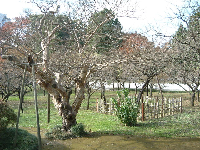 特別史跡・旧弘道館・梅が植わる庭園の写真の写真