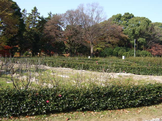 特別史跡・名古屋城跡・ぼたん園の写真の写真