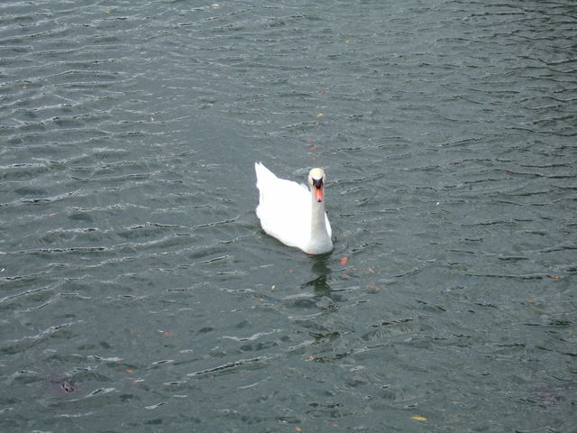 世界遺産・二条城・内濠に浮かぶ白鳥の写真の写真