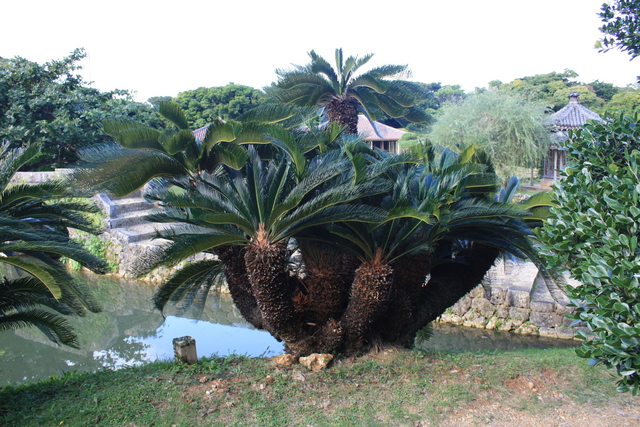 特別名勝・識名園・ソテツの写真の写真