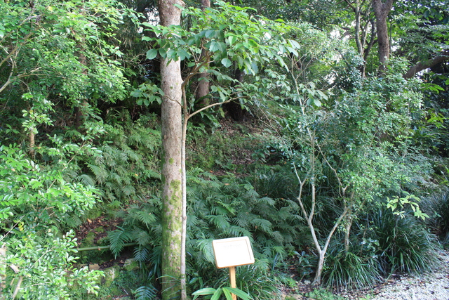 特別名勝・識名園１２の写真の写真