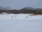 特別天然記念物・タンチョウ・いっぱい