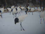 特別天然記念物・タンチョウ１１