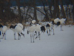 特別天然記念物・タンチョウ１３
