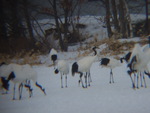 特別天然記念物・タンチョウ２０