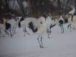 特別天然記念物・はばたくタンチョウ