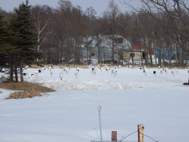 特別天然記念物・タンチョウ１の写真の写真