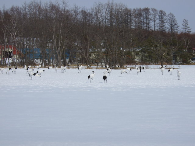 特別天然記念物・タンチョウ３の写真の写真