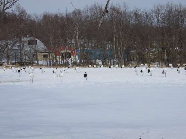 特別天然記念物・タンチョウ４の写真の写真