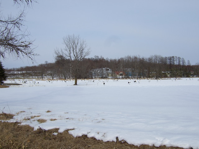 特別天然記念物・タンチョウ５の写真の写真