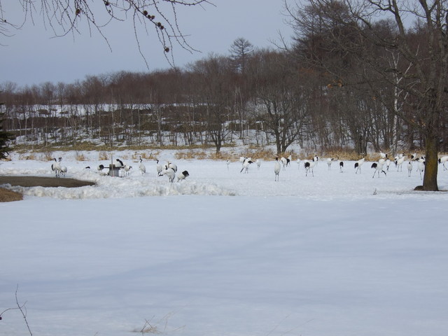 特別天然記念物・タンチョウ６の写真の写真