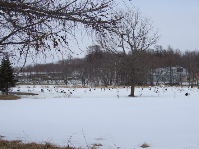 特別天然記念物・タンチョウ８の写真の写真