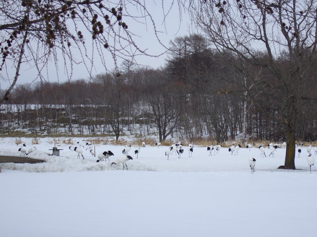 特別天然記念物・タンチョウ９の写真の写真