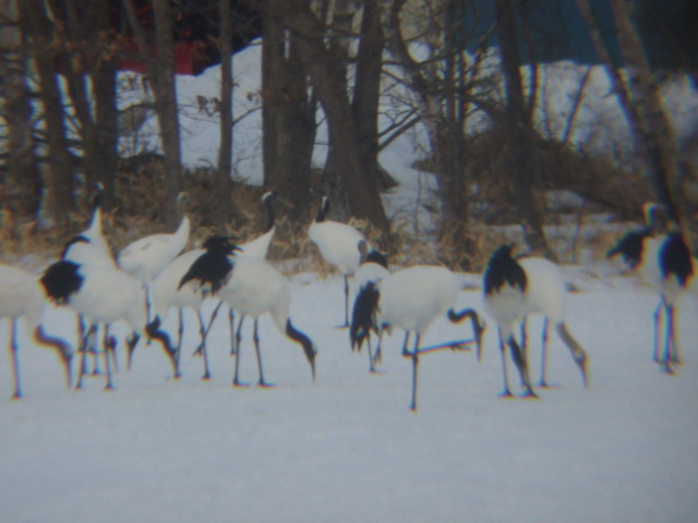 特別天然記念物・タンチョウ１０の写真の写真