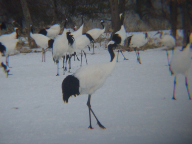 特別天然記念物・タンチョウ１１の写真の写真