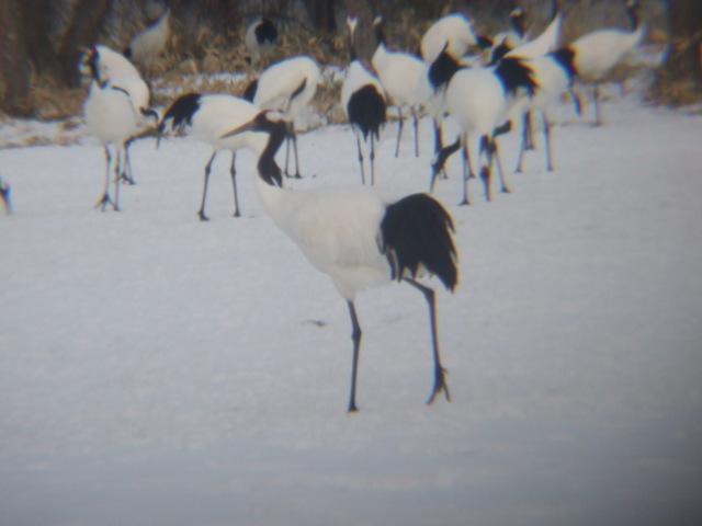 特別天然記念物「タンチョウ」