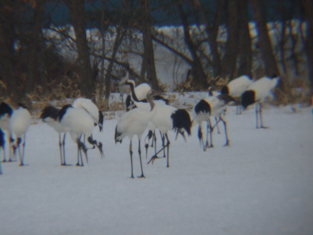 特別天然記念物・タンチョウ１３の写真の写真
