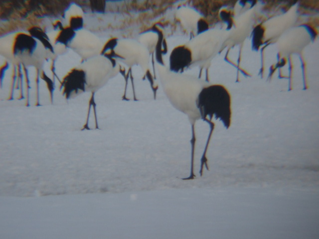 特別天然記念物・タンチョウ１４の写真の写真