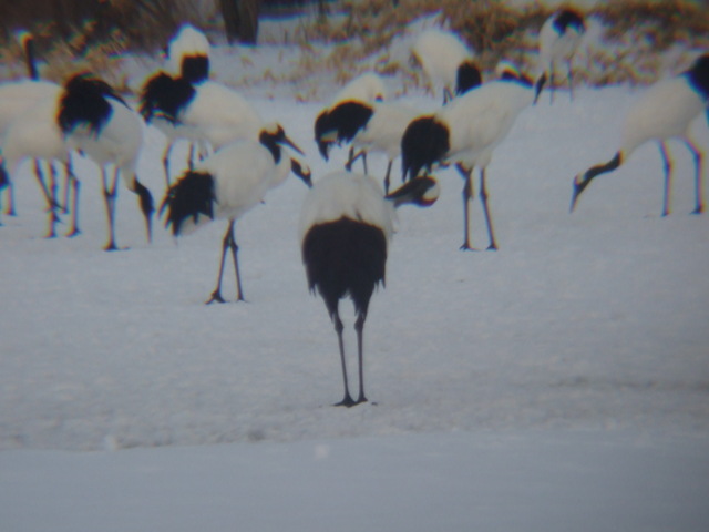 特別天然記念物・タンチョウ・後姿の写真の写真