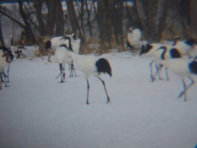 特別天然記念物・タンチョウ１５の写真の写真